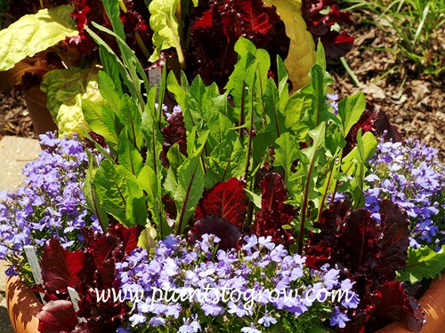 Red Ribbed Chicory (Cichorium intybus)